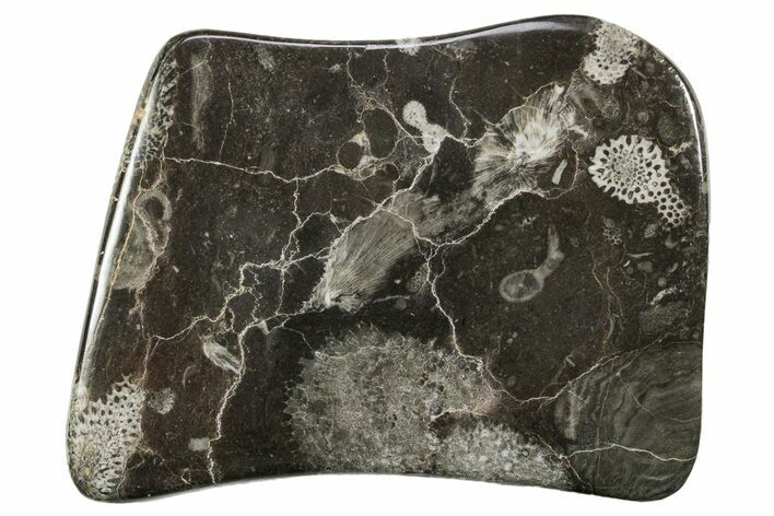 Polished Devonian Fossil Coral and Bryozoan Plate - Morocco #365131